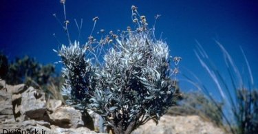 تولید تایر با استفاده از گیاه Guayule