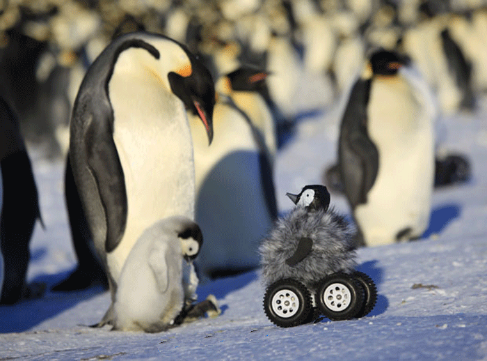 مطالعه بر روی پنگوئن ها با ربات پنگوئن