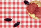 robots-infiltrate-insect نفوذ ربات ها به دنیای حشرات